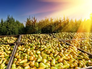 Peren op het land. Foto van symbiot/Shutterstock.com