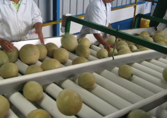 Sorting and packing melons in the packhouse. Photo by WUR.