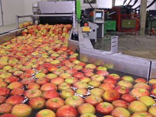 Washing line of apples. Photo by branislavpudar/Shutterstock.com