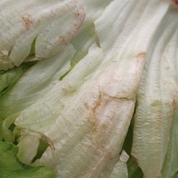 Lettuce showing pink discoloration due to oxidation. Photo by WUR.