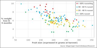 Weight loss during storage is affected by pear size (x-as) and % russet (legend). Source: WFBR