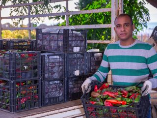 Loading of bell peppers in truck on the field. Photo by BearFotos/Shutterstock.com