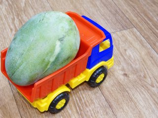 Proper transport conditions in the whole mango chain are important to deliver high quality mangos. Photo by thekovtun/Shutterstock.com