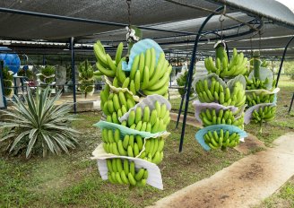 Cable way system for harvested banana bunches must be free of heavy vibrations. Photo by Ricardo Estrella/Shutterstock.com