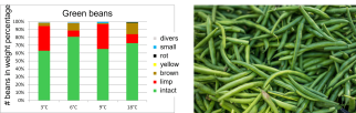 Greenbeans brown discoloration results.png