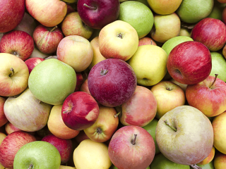 Many different apple cultivars. Photo by Terrance Emerson/Shutterstock.com