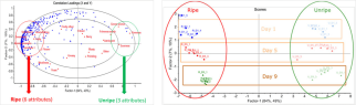 Taste can be determined non-destructively by measuring volatile organic compounds. Graphs by WUR