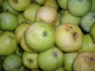 Gerimpelde appels door uitdroging. Foto door WFBR