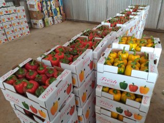 Boxes ready for labelling and palettizing. Photo by WUR