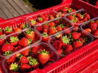Aardbeien in een krat. Foto van cornfield/Shutterstock.com