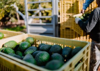 Inladen na de avocado-oogst. Foto van anarociogf/Shutterstock.com