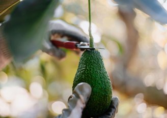 Een geoogste avocado. Foto van anarociogf/Shutterstock.com