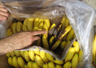 Kwaliteitsinspectie van bananen. De bananen in deze doos vertonen te vroege rijping door de aanwezigheid van rotte bananen. Foto van WUR. 
