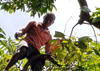Mango harvester. Photo by WUR