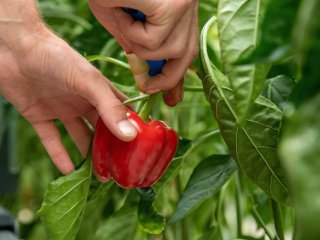 Bell pepper being harvested with a knife. Photo by Hugo Goudswaard/Shutterstock.com