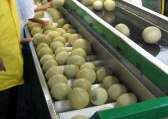 Meloenen klaar voor beoordeling. Foto van WUR