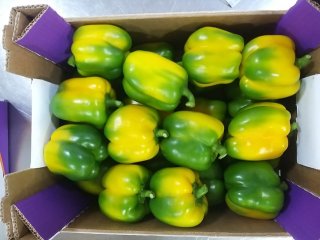 Peppers are packed in sturdy boxes. Photo by WUR