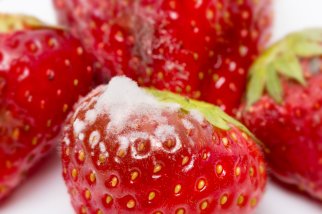 Strawberries with damage or fungal infections should be removed. Photo by WFBR