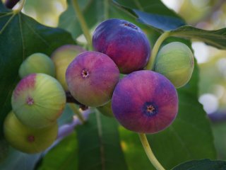Differently coloured fruit on a tree. Photo by Olga Ilinich/Shutterstock.com