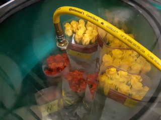 Roses in hypobaric test setup. Photo by WUR