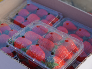 Boxes with strawberries in a box. Photo by Chatchai.wa/Shutterstock.com