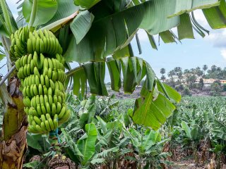 Bananenplantage. Foto van Salvador Aznar/Shutterstock.com