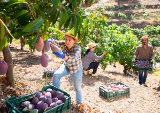 Placing harvested mangos in crates. Photo by Bearfotos/Shutterstock.com