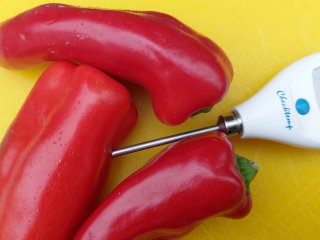 Measuring fruit temperature of peppers. Photo by WUR.
