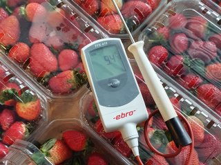 Fast cooling of strawberries prevents fungal infection. Photo by WFBR