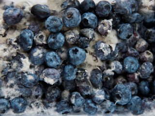 Mouldy blueberries. Photo by kellyreekolibry/Shutterstock.com