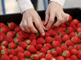 Strawberry texture can indicate the potential remaining shelf-life. Photo by kazoka/Shutterstock.com