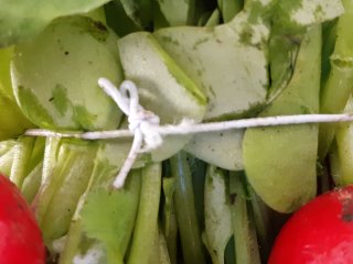 Attention! Tight binding led to some damage at these radish leaves. Photo by WUR.