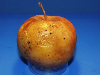 Botrytis rot. Photo by WFBR