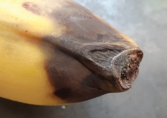 Rot aan het uiteinde van een banaan. Foto door WUR.