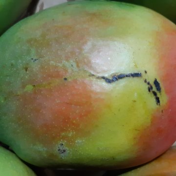 Beschadigde mangoschil door latex. Foto door WUR.