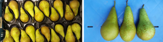 Pears stored in one layer trays (left). Pears with different russeting of the skin (90 - 50 - 25 %) (right). Photos by WFBR