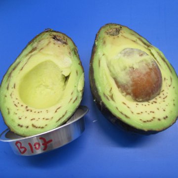 Vaatverbruining in avocado's. Foto van WUR