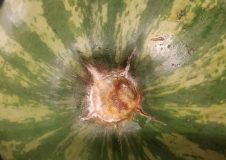 Meloen met rot bij de steelaanzet. Foto van WUR