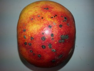 Apple scab. Photo by WFBR
