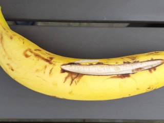 Banaan met gespleten schil. Foto door WUR.