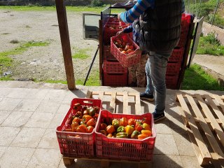 Crates properly filled with peppers. Photo by WUR