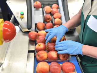 Manual inspection of apples at a conveyor belt. Photo by industryviews/Shutterstock.com