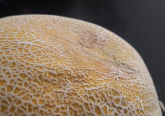 Meloen met ernstige symptomen van uitdroging. Foto van WUR