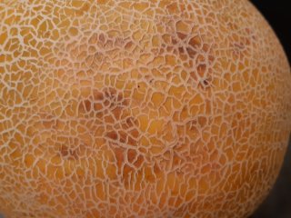 Melon with visible disorders. Photo by WUR.