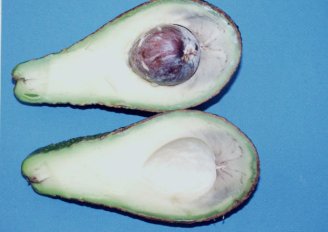 Avocado showing symptoms of chilling injury. Photo by WFBR.