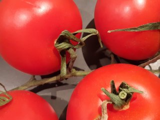 Tomatoes on the vine with visually dehydrated stem and calices. Photo by WUR