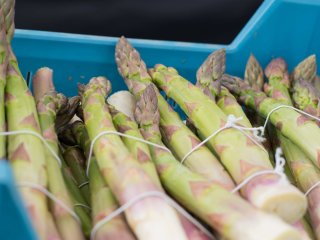 Asparagus continuing to grow in a crate. Photo by Kaca Skokanova/Shutterstock.com