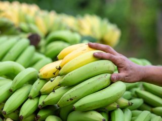 Unevenly ripened bananas. Photo by CoreRock/Shutterstock.com