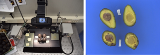 A hyperspectral setup for measuring avocado decay (prototype).