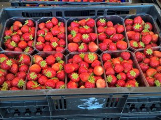 Strawberries are producing little ethylene. Photo by WUR.